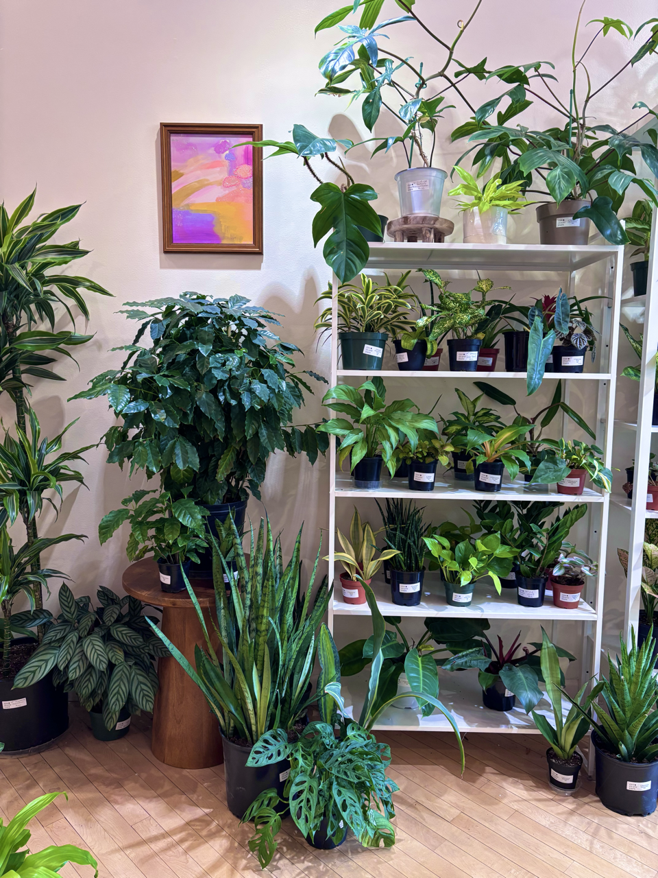 co2 in aquarium for plants Done For You Plant Package, Low Light, No CO2 Required