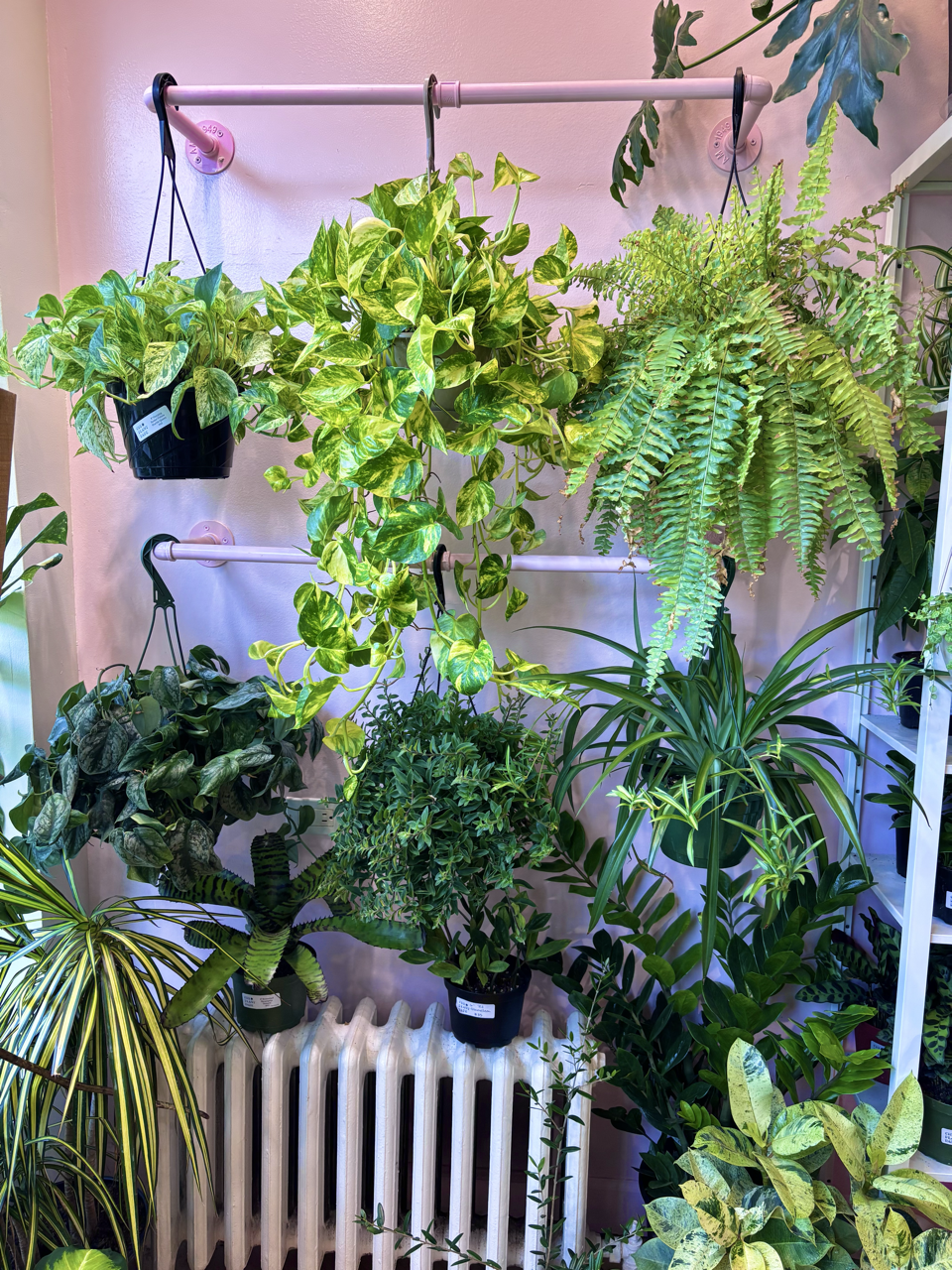 Lincoln Park's Tropical and Rare Plant Store | Chicago Plant Babe