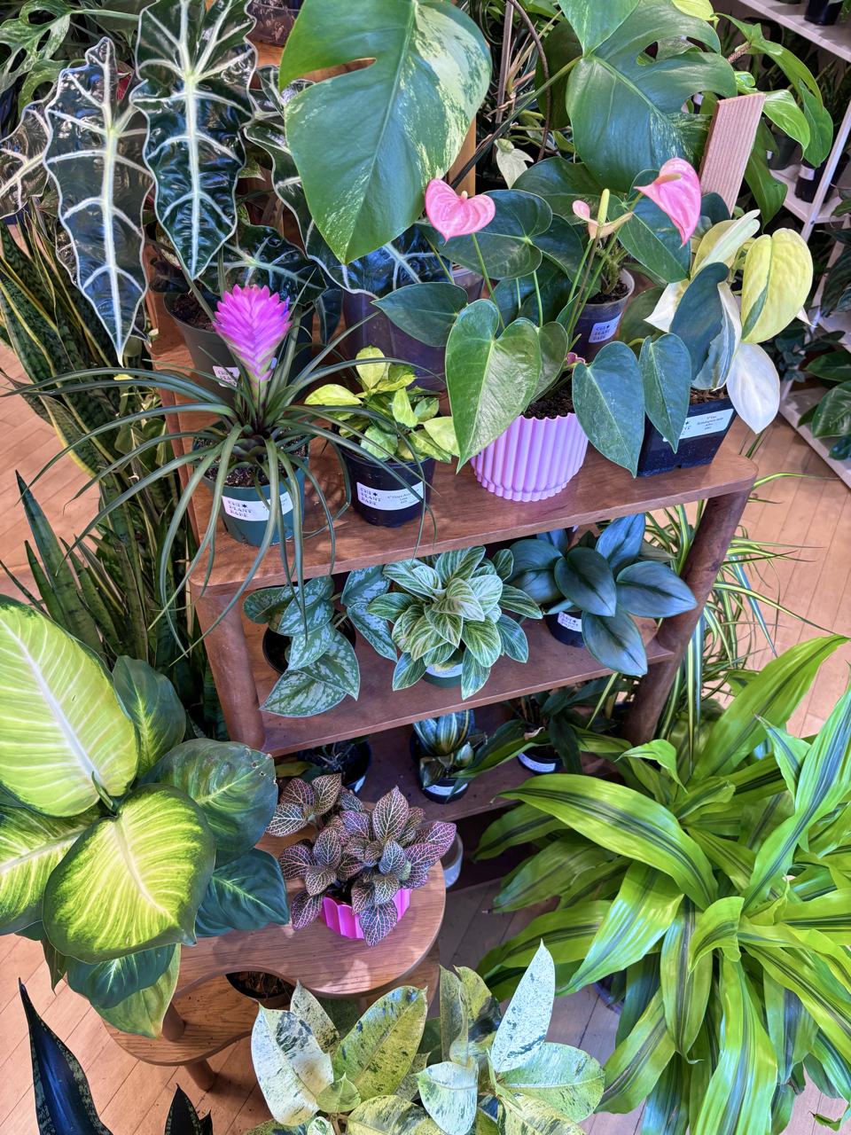 Lincoln Park's Tropical and Rare Plant Store | Chicago Plant Babe