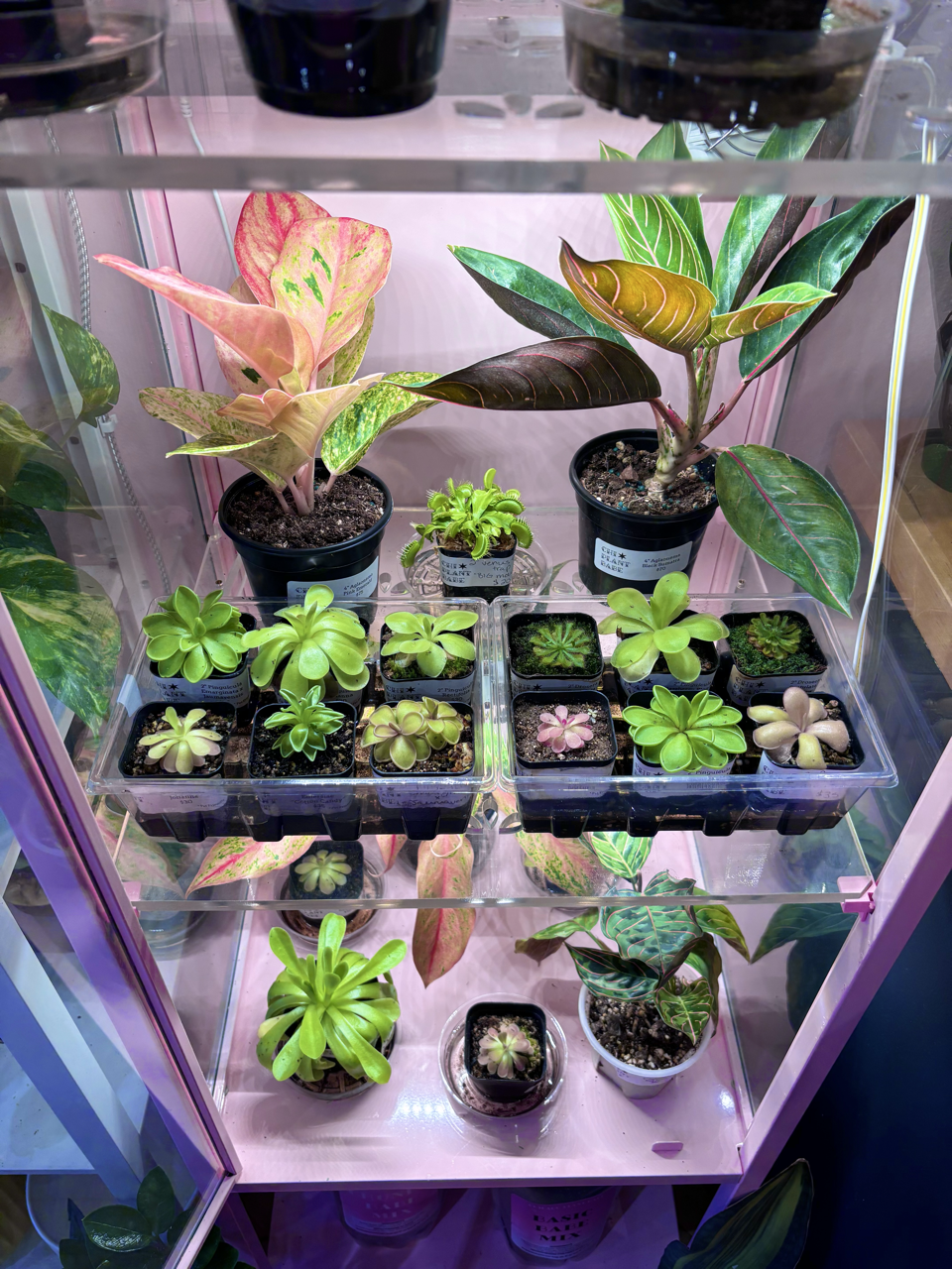 Lincoln Park's Tropical and Rare Plant Store | Chicago Plant Babe