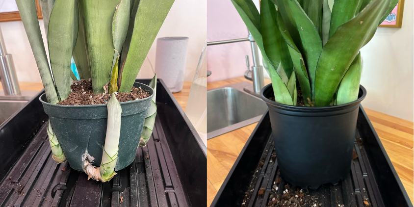 Repotting | Chicago Plant Babe
